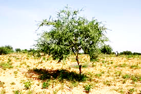 Pour faire un godet d'aquarelle, l'acacia du Sénégal. L'aquarelle, technique de peinture à connaitre absolument 